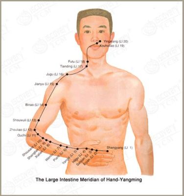 李琴經絡怎麼樣 可以說是現代醫學與傳統中醫之間的一個交集點